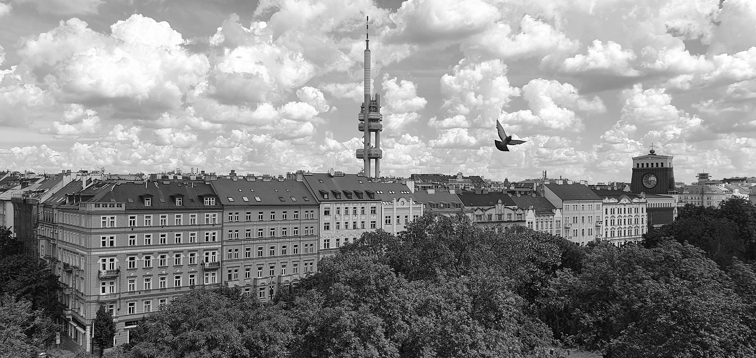 Černobílé panorama Prahy se Žižkovskou věží a holubem v letu